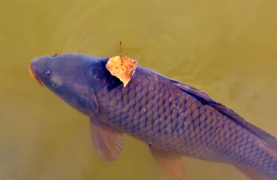 Leaf leaves swim photo