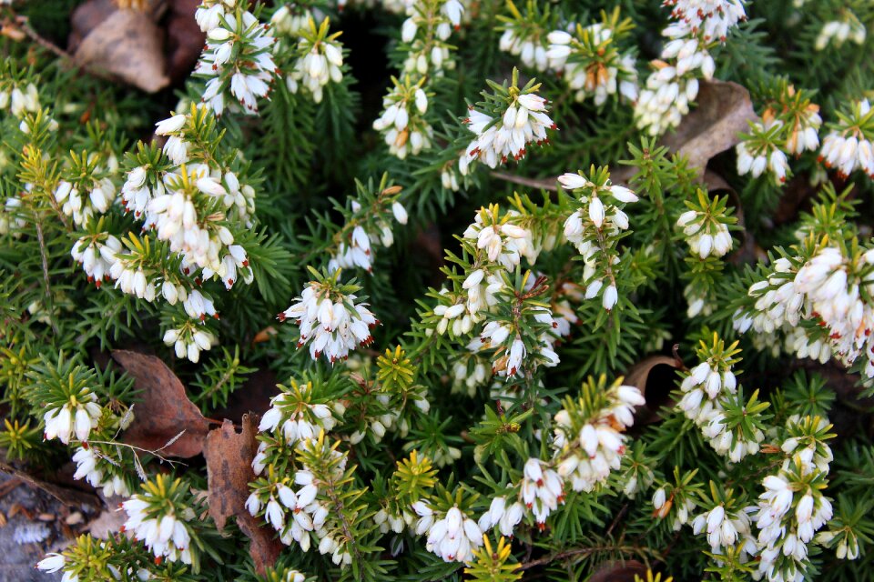 Nature plant season