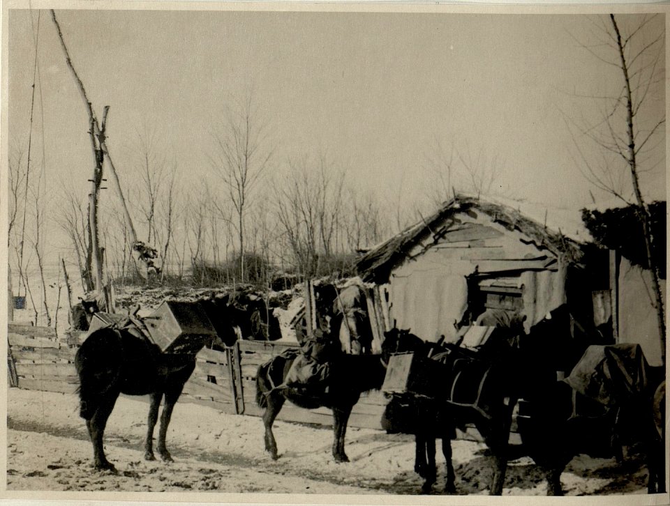 Tragtierkolonne auf der Rast in Tabarasti (Rumänien), 21.1.1917 (BildID 15545042)