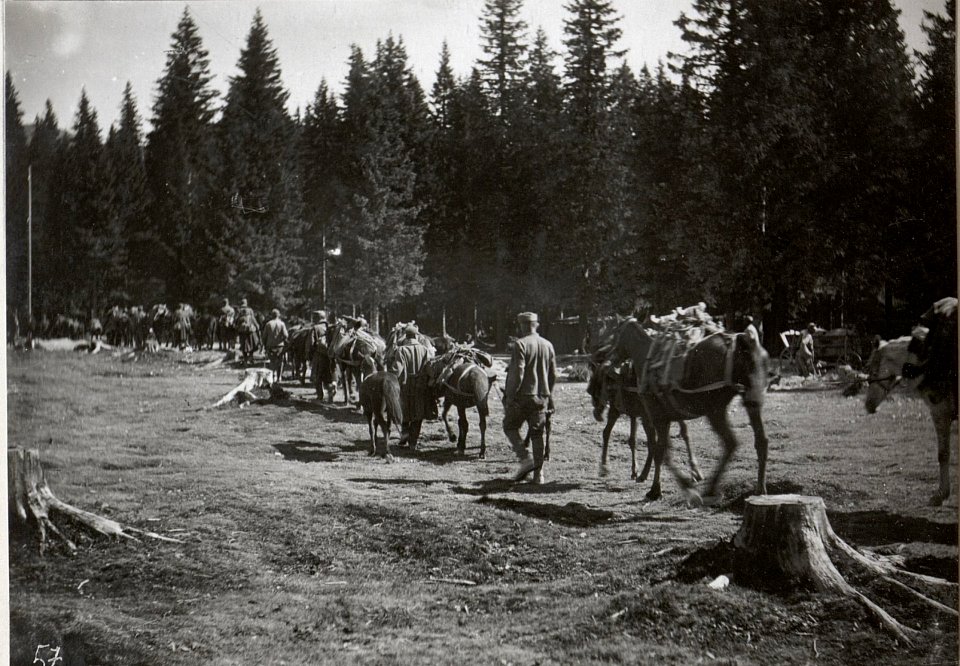 Tragtierkolone am Marsche im Ternovanerwalde. 6.9.17. (BildID 15601996)