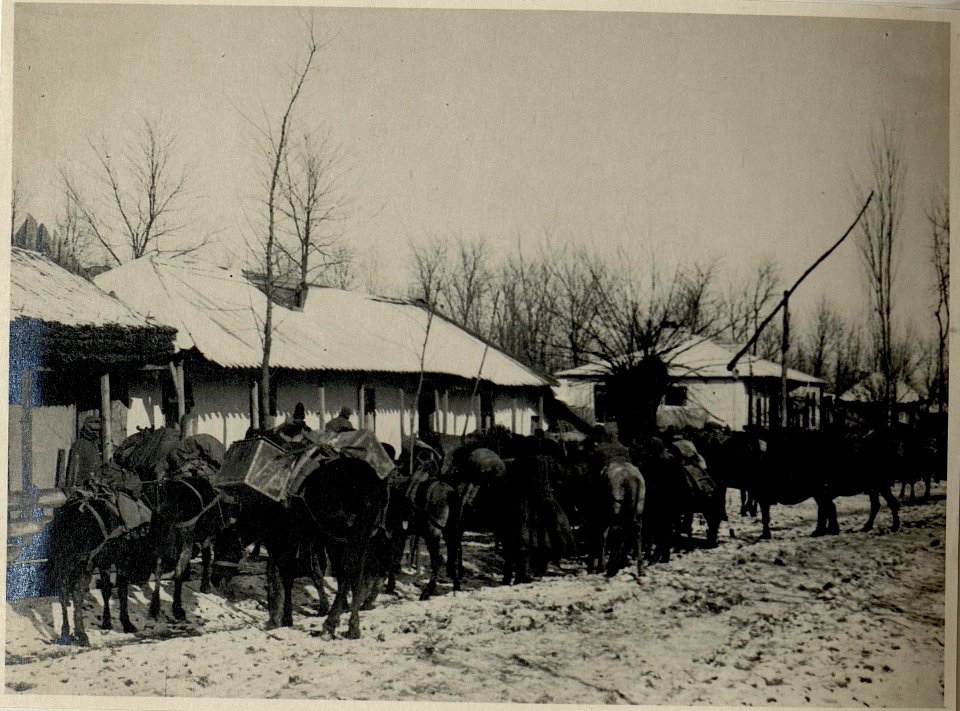 Tragtierkolonne auf der Rast in Tabarasti (Rumänien), 21.1.1917 (BildID 15545035)