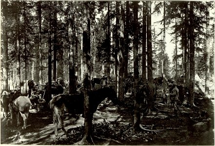 Trainlager bei Maria Schnee an der Plöckenstrasse. Aufgenommen, am 22. September 1915. (BildID 15460328)