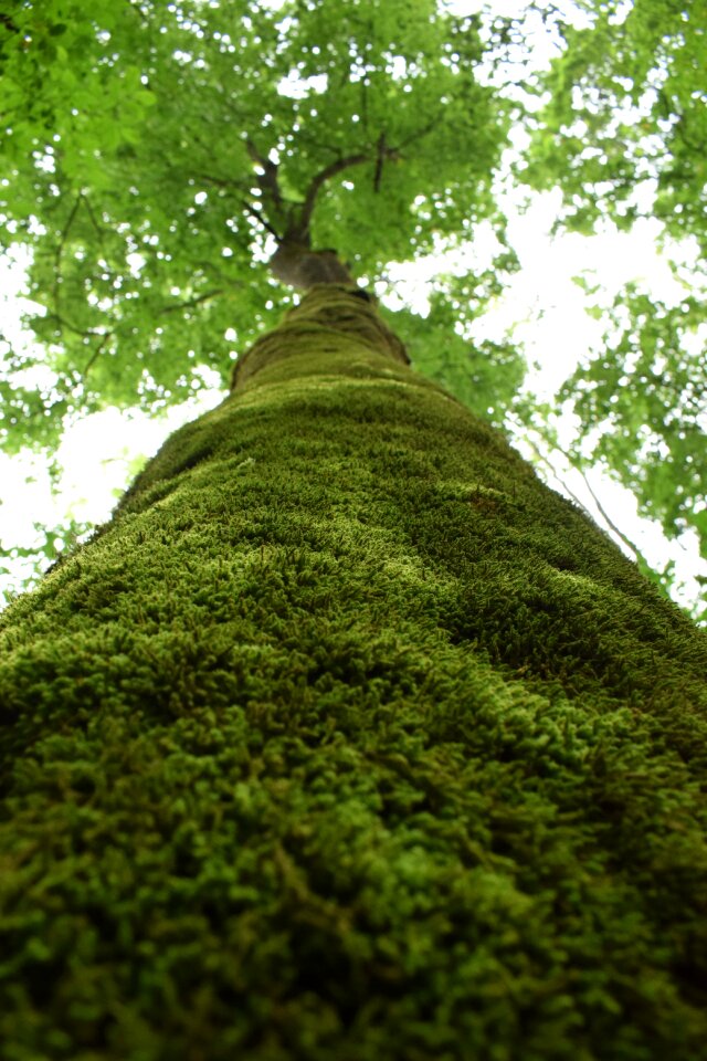 Green nature plant