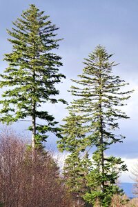 Tree high forest