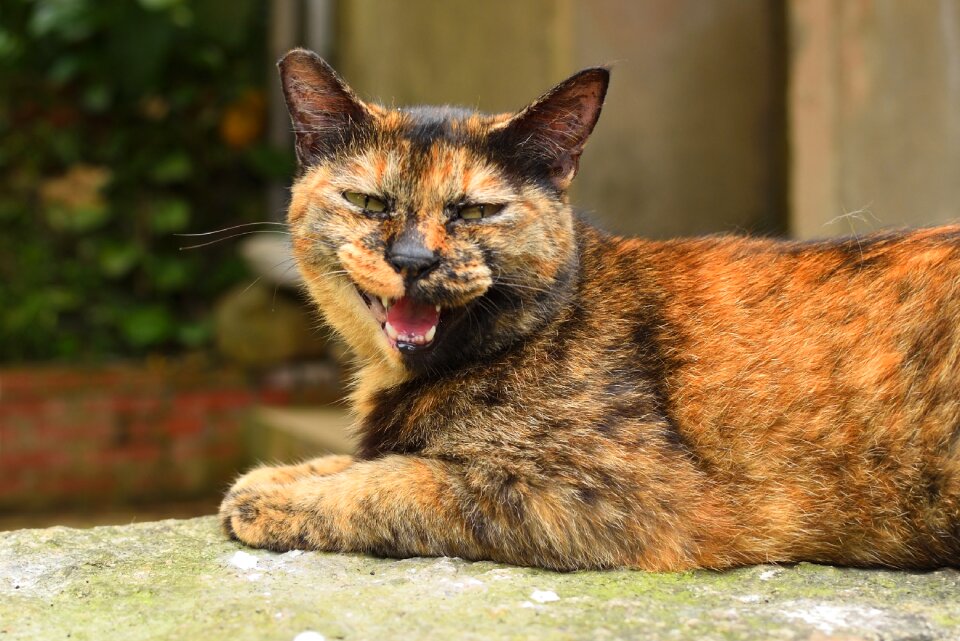 Cute nature portrait