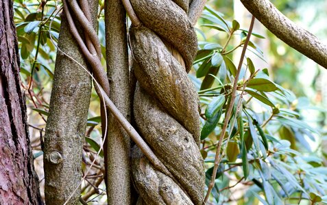 Tree bark forest tribe