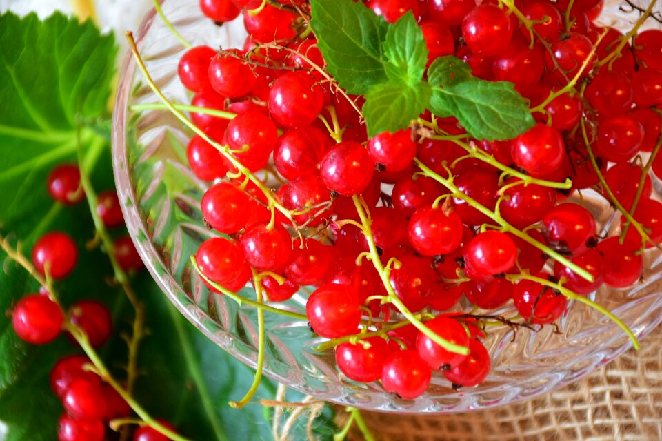 Fruit garden currant berries