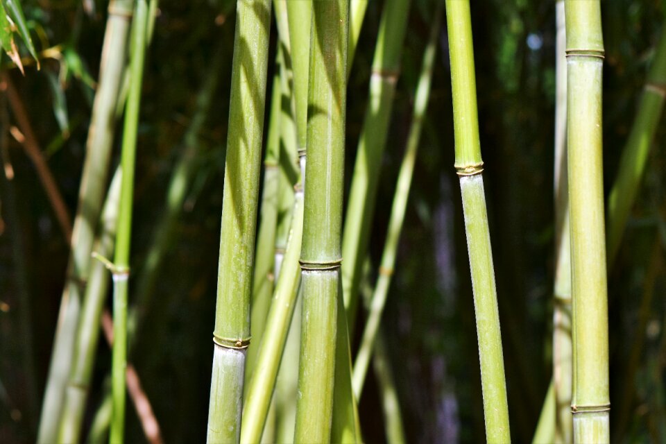 Bamboo plants plant bamboo leaves