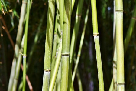 Bamboo plants plant bamboo leaves