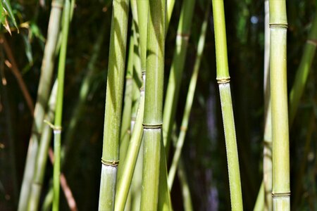 Bamboo plants plant bamboo leaves photo