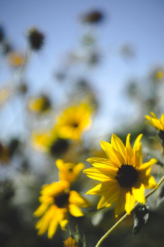 Depth of field nature bloom summer photo