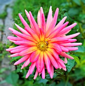 Single bloom star pink