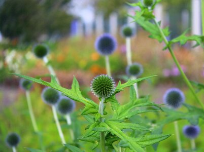 Plant a garden spikes nature