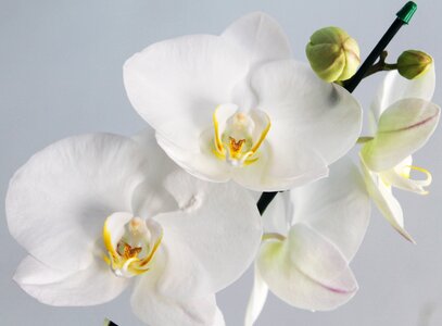 White purity plant