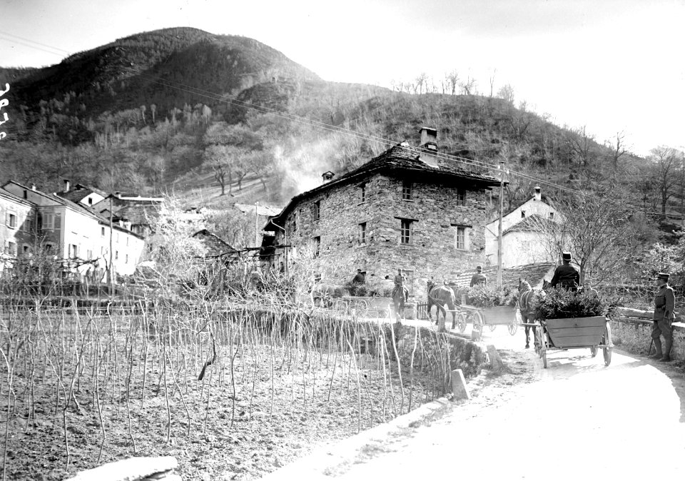 Transport von Tannensetzlingen - CH-BAR - 3239571