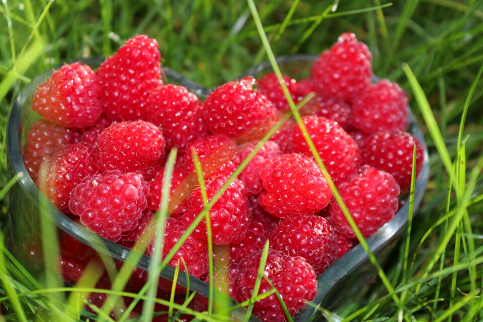 Berries fresh berry