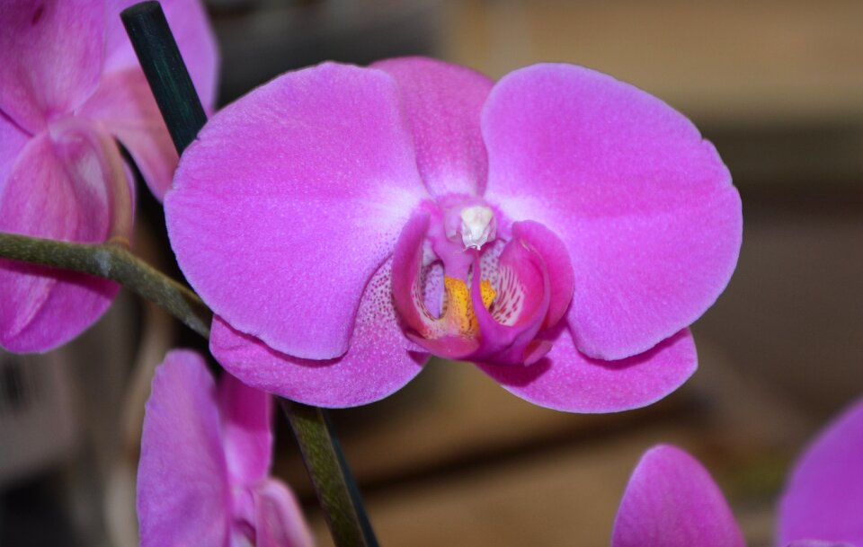 Gift offer flowering plant