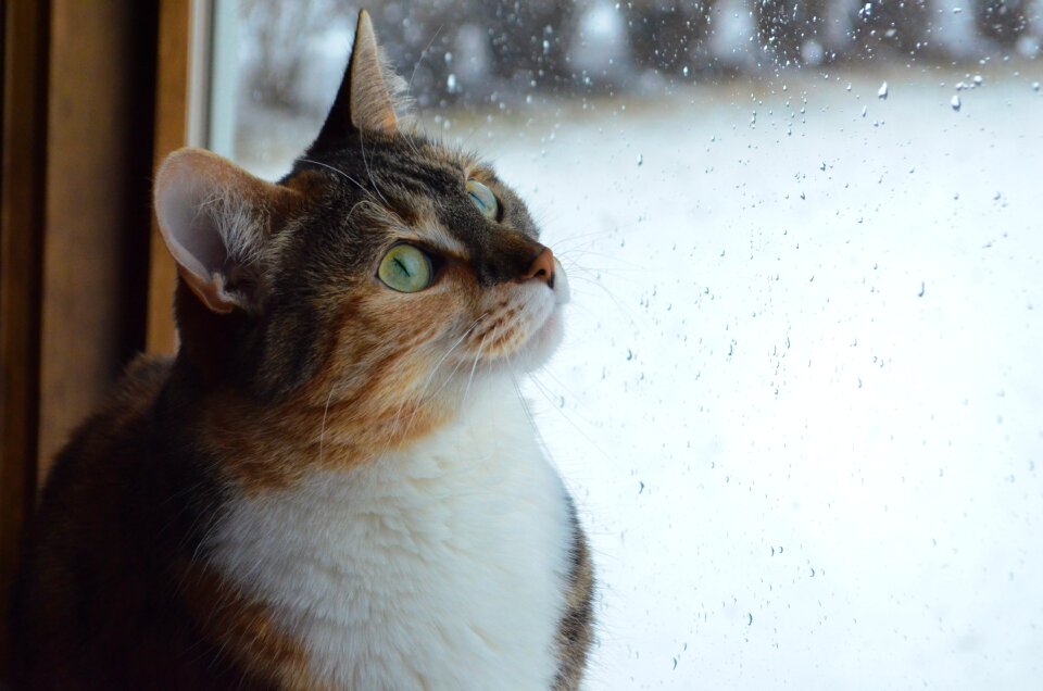 Pet window glass