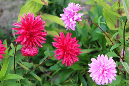 Pink autumn nature