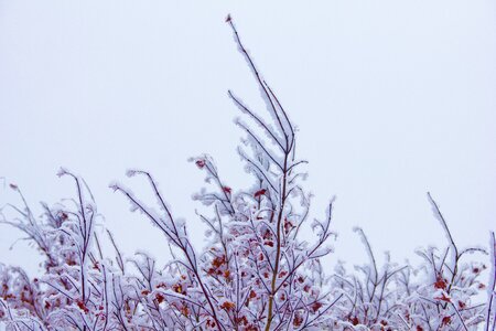 Season frost leaf