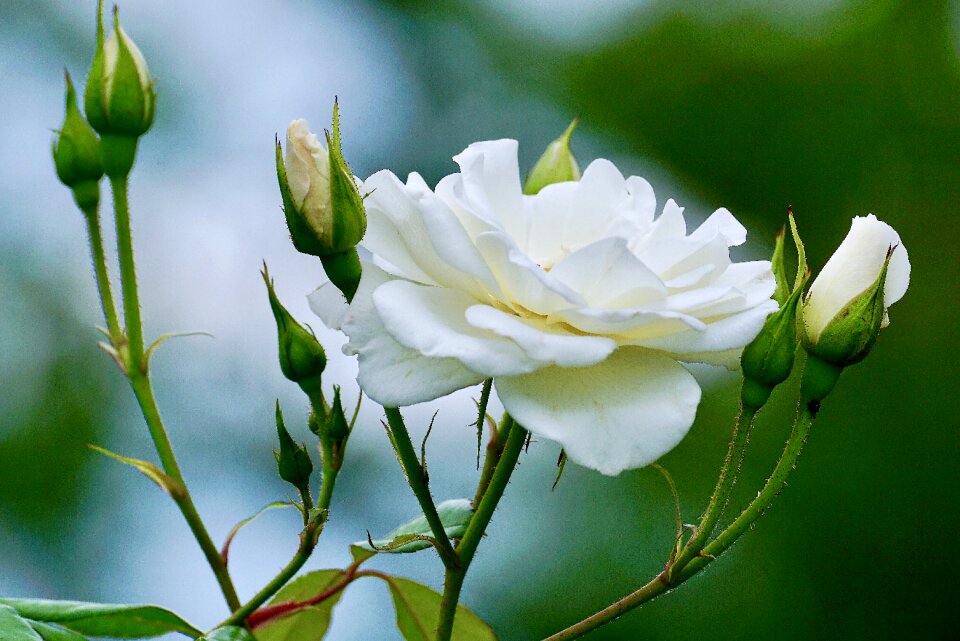 White roses flower nature