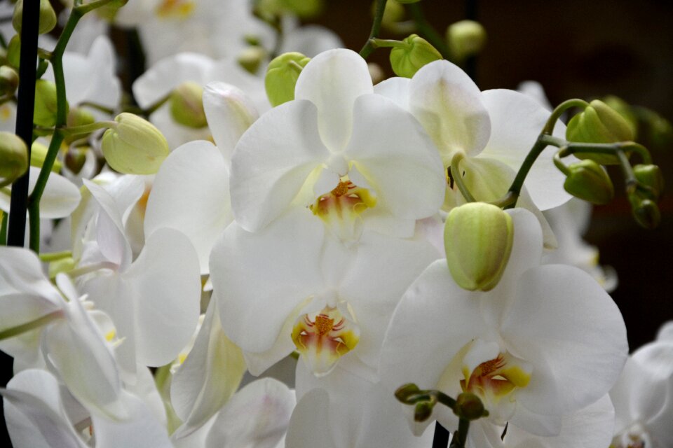 Gift flowering flora