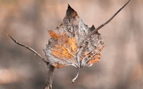 Fall season leaves photo