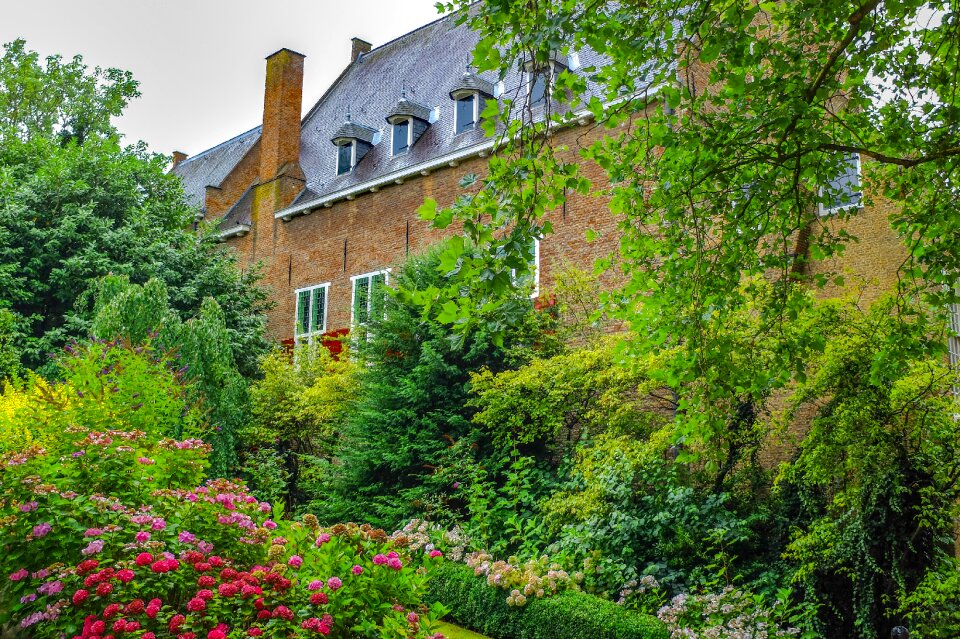 Luxurious vegetation flowers tree