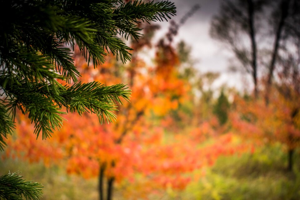 Season sheet autumn