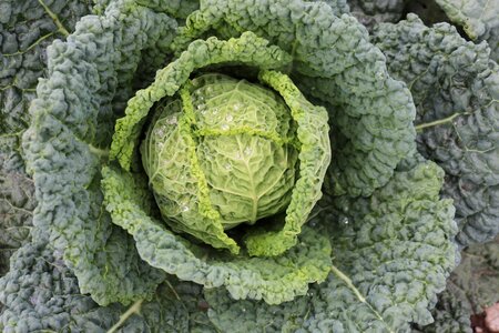 Green leaves vegetables