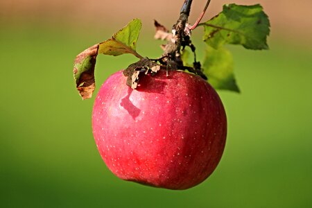 Red apple fruit vitamins