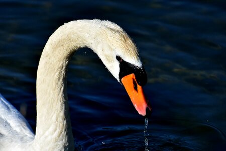 Animal schwimmvogel pride photo