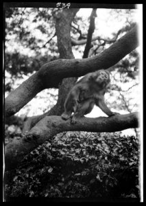 Travel views of Japan and Korea LOC agc.7a05036