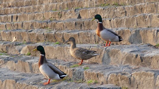 Animal outdoors goose