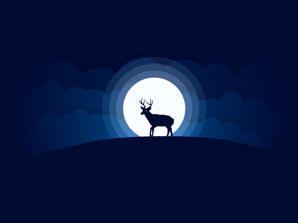 Animal silhouette night