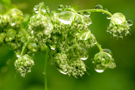 Herb nature herbal