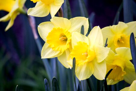 Flower easter nature