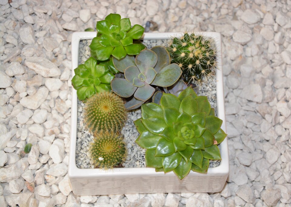 Offer gift decoration nature