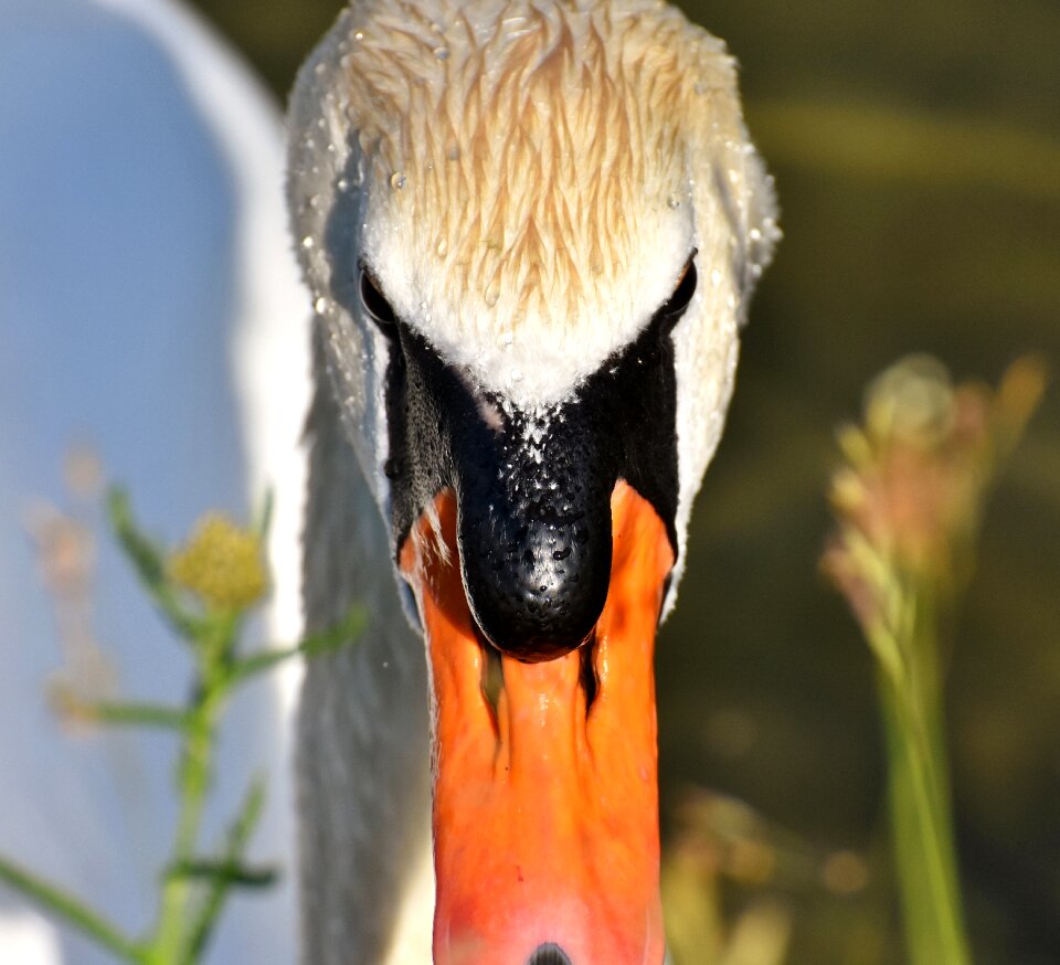 Animal schwimmvogel pride
