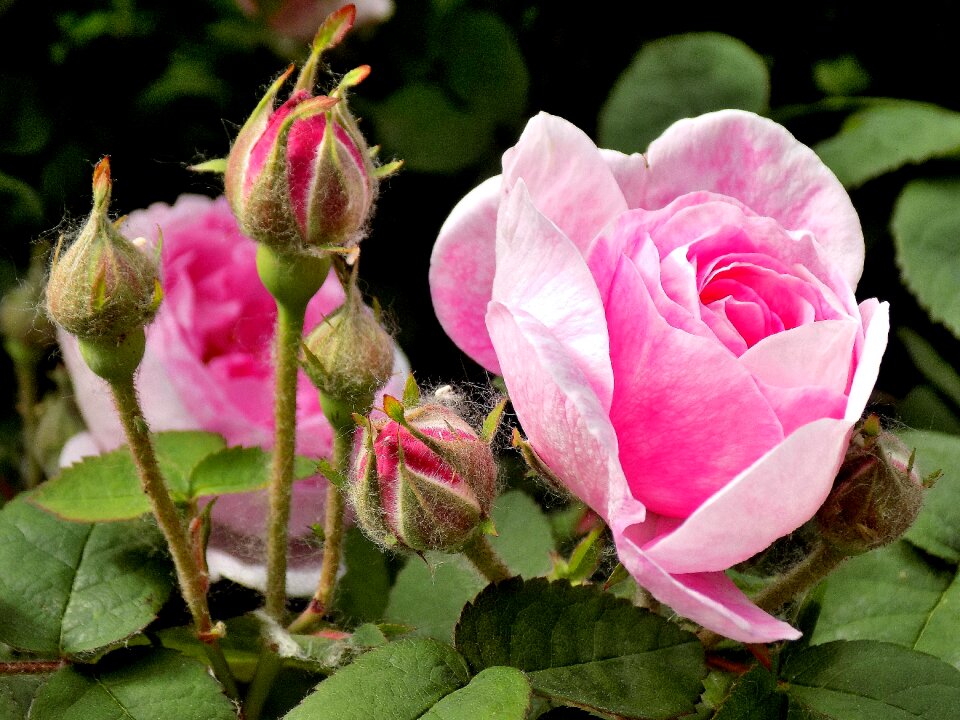 Nature sheet petal