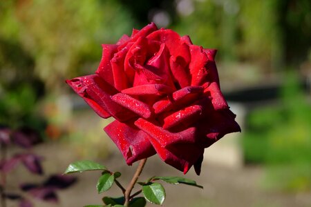 Red large rose