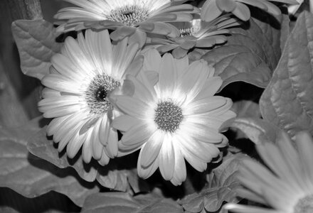 Bouquet offer floral composition photo
