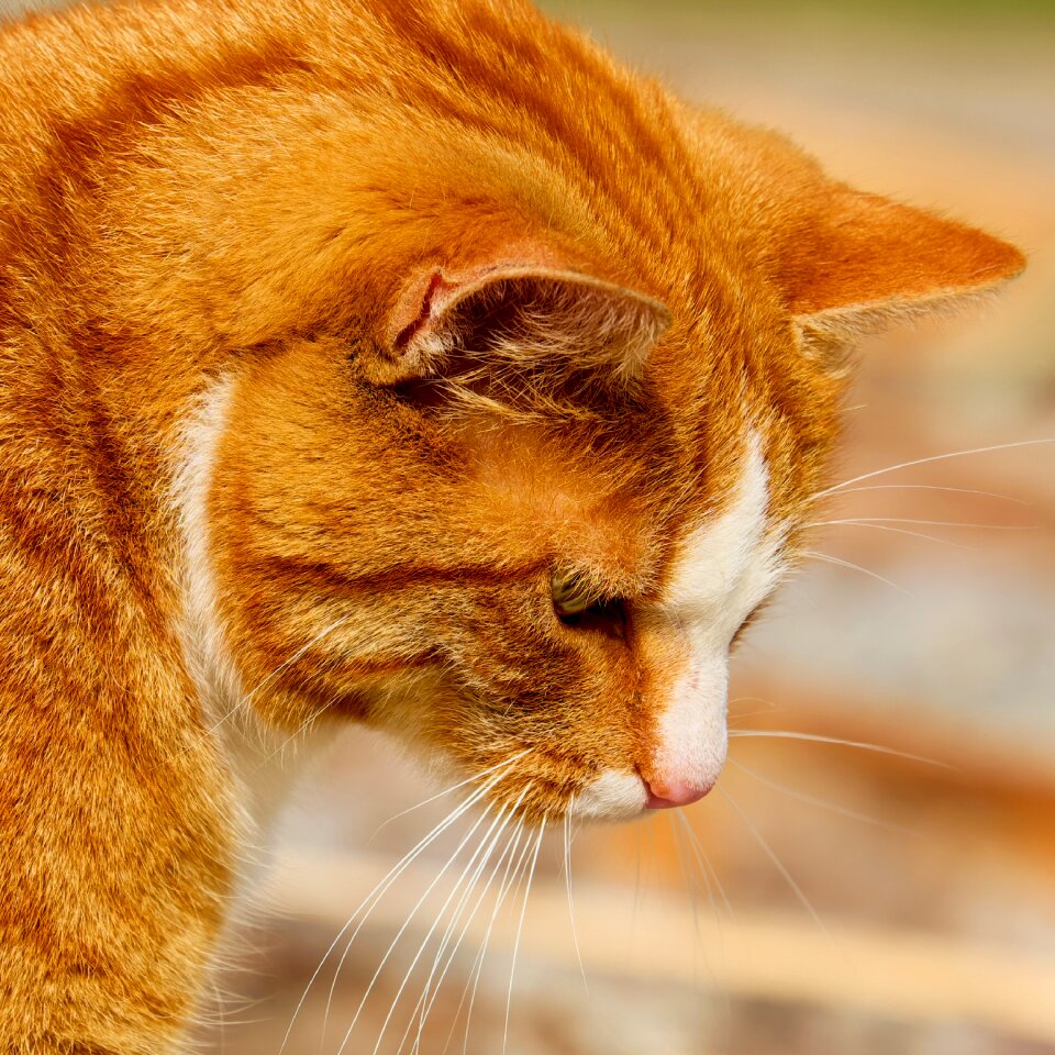 Red mackerel tabby domestic cat portrait
