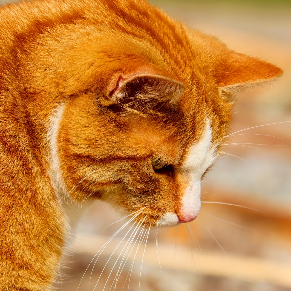 Red mackerel tabby domestic cat portrait photo