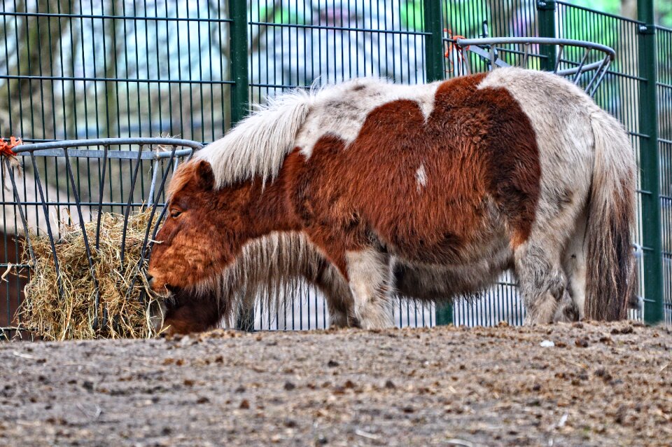 Animal mammal equine