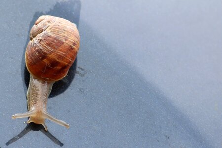 Land snail reptiles mollusk