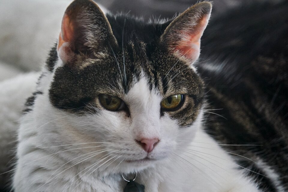 Cat's eyes pet portrait