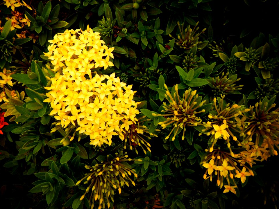Flowers yellow green