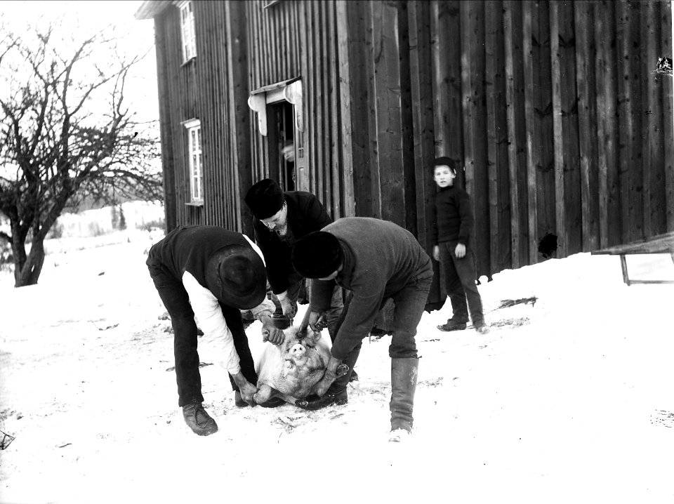 Tre män håller en gris inför slakten - Nordiska museet - NMA.0036242