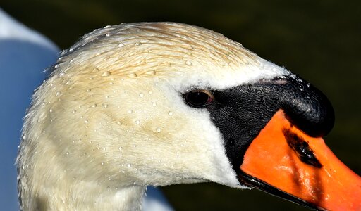 Animal schwimmvogel pride photo